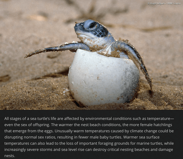 OLIVE RIDLEY TURTLES